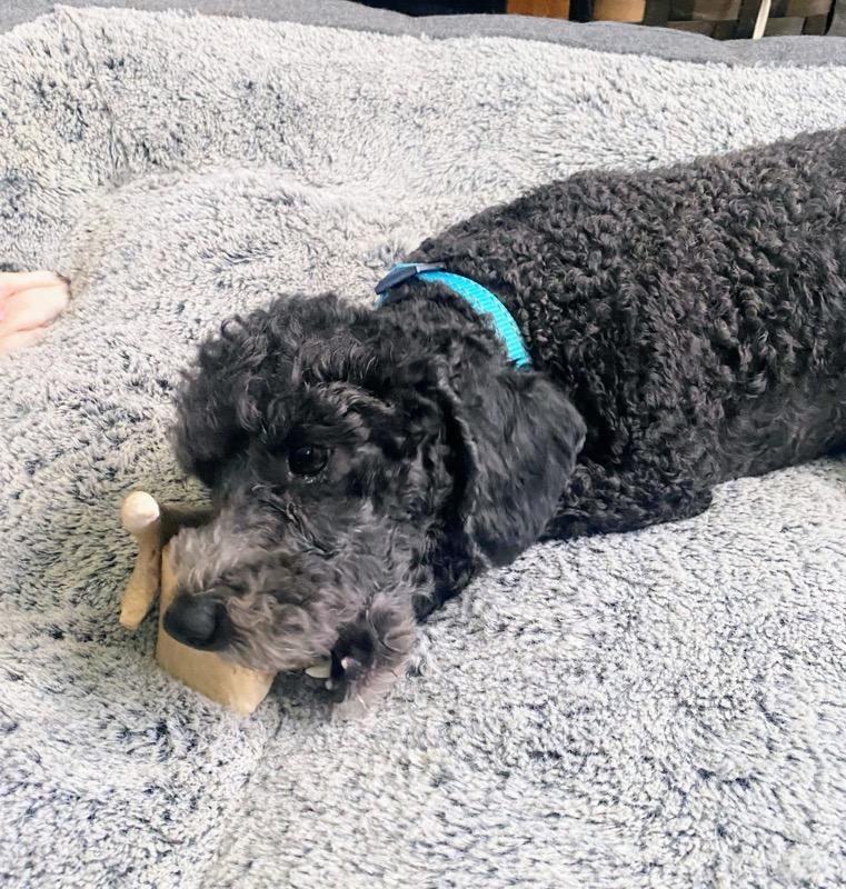 Enlarge HENRI, a Adopted Poodle in Barium Springs, NC image 2/4