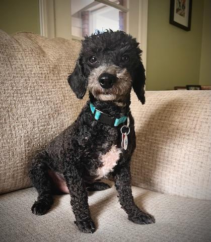 Enlarge HENRI, a Adopted Poodle in Barium Springs, NC image 4/4