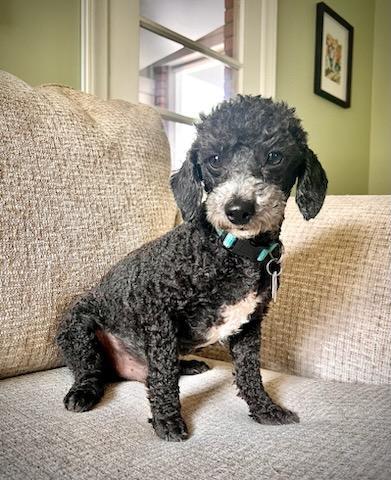 Enlarge HENRI, a Adopted Poodle in Barium Springs, NC image 3/4
