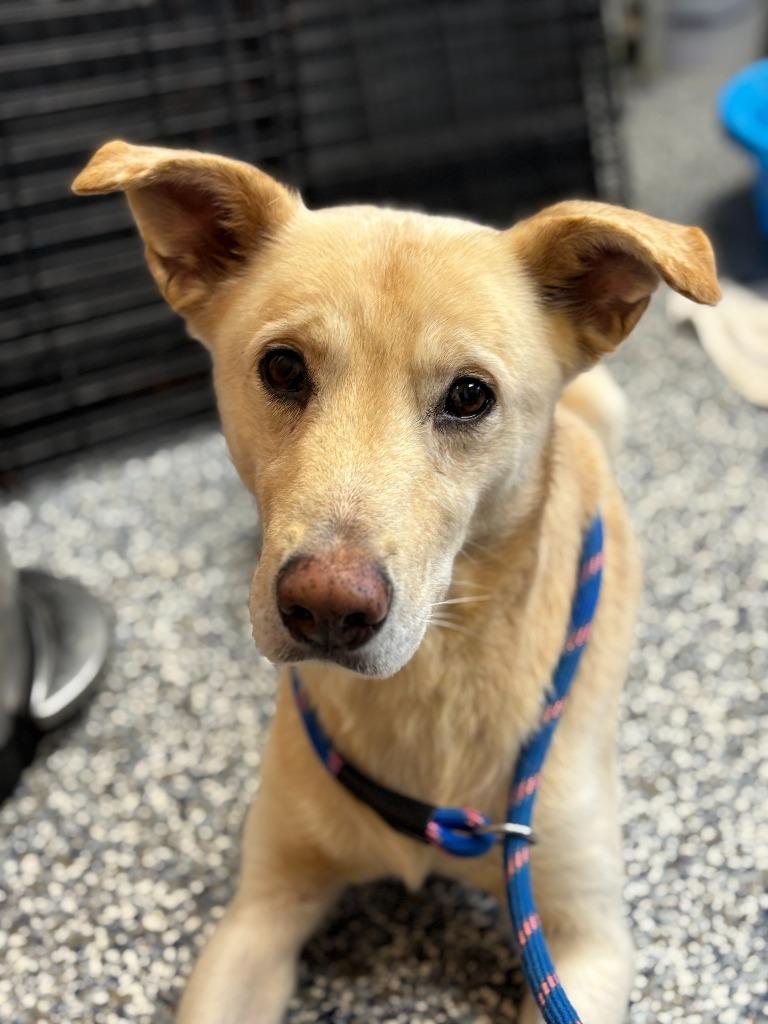 Enlarge Buddy, a Adoptable mixed breed in Carthage, MO image 1/1