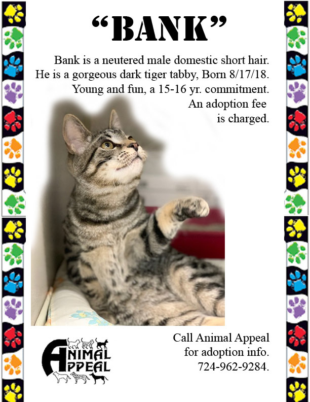 Bank, Adoptable, Young Male Domestic Short Hair & Tabby.