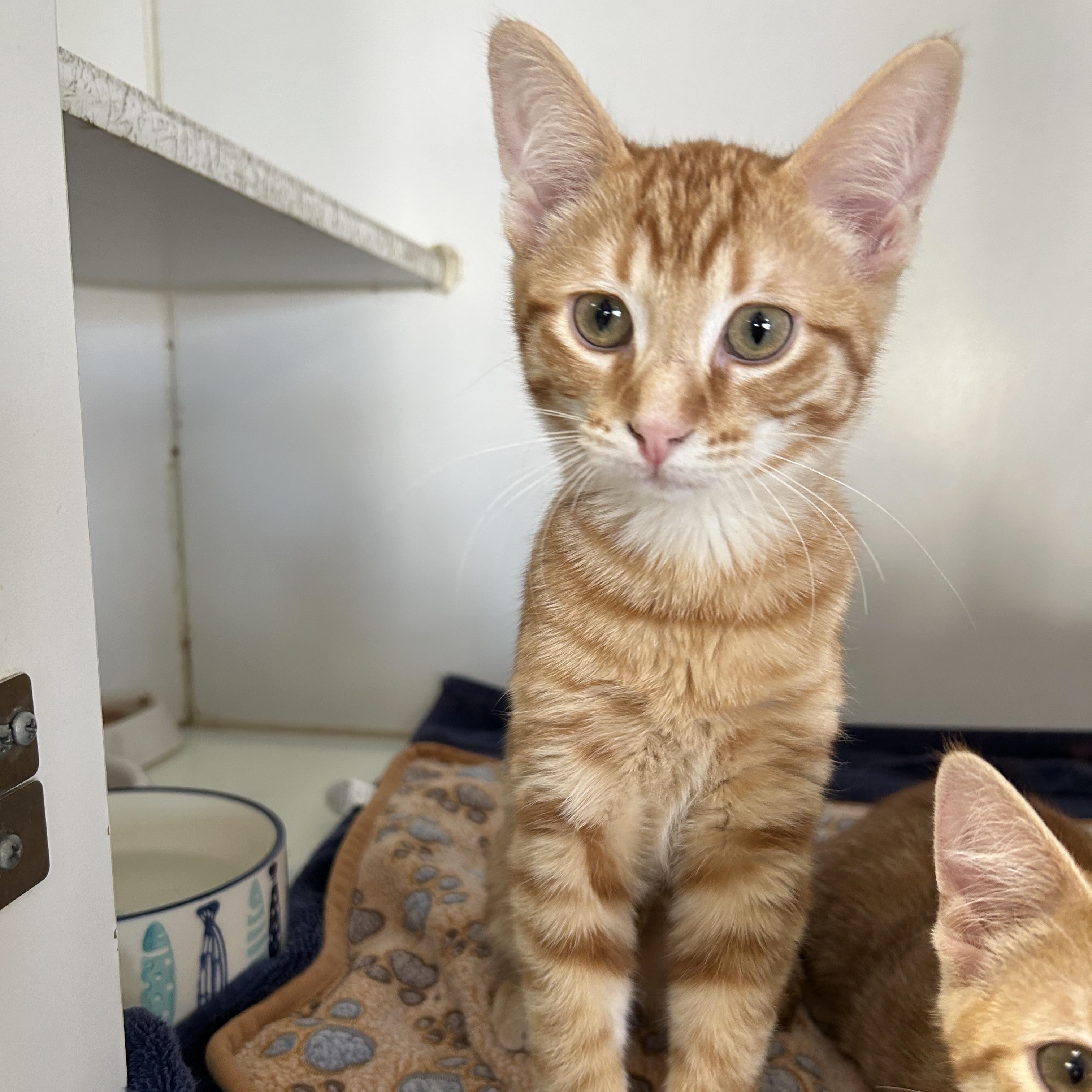 Enlarge Chrysanthemum , an adopted Domestic Short Hair in La Grange Park, IL image 4/4