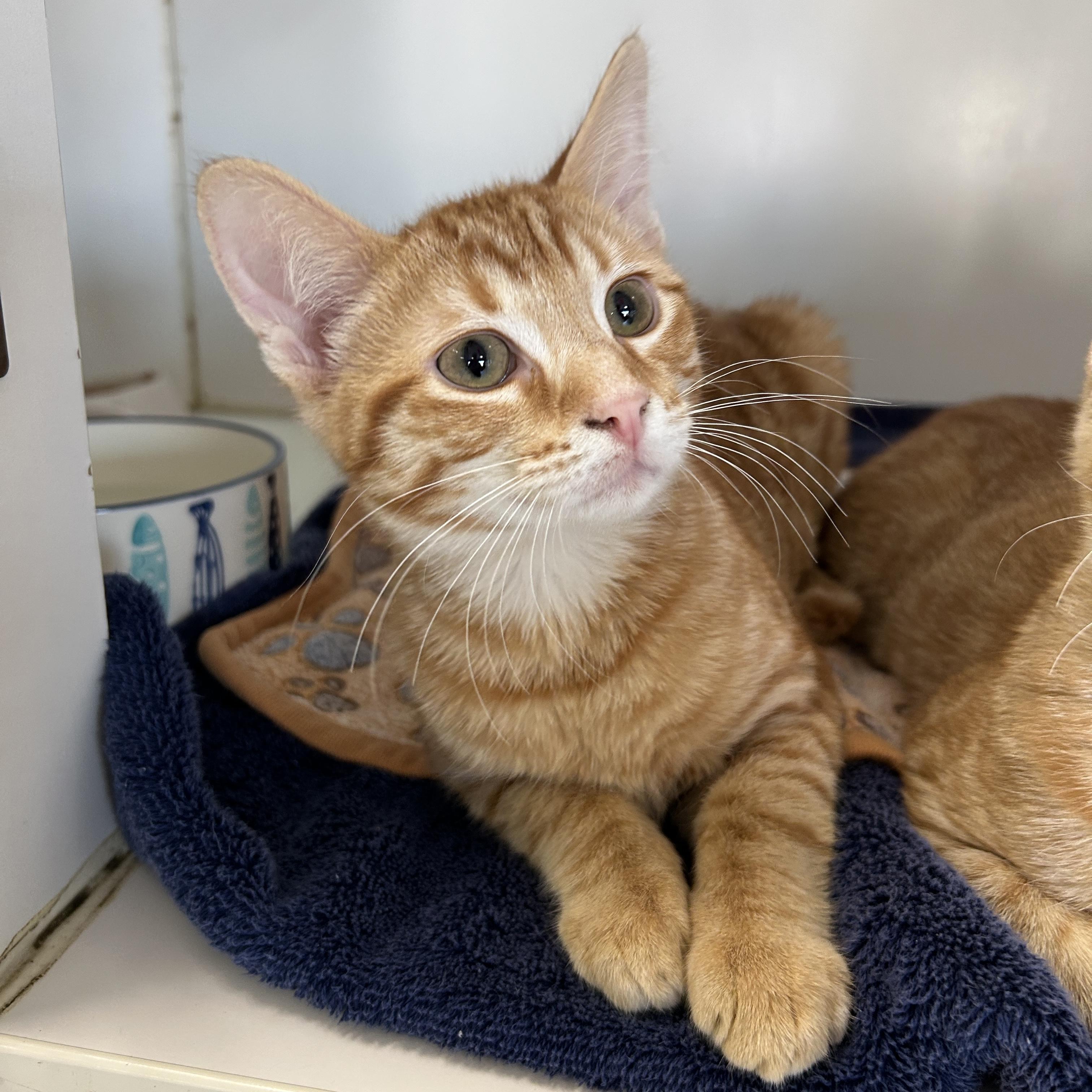 Enlarge Chrysanthemum , an adopted Domestic Short Hair in La Grange Park, IL image 3/4