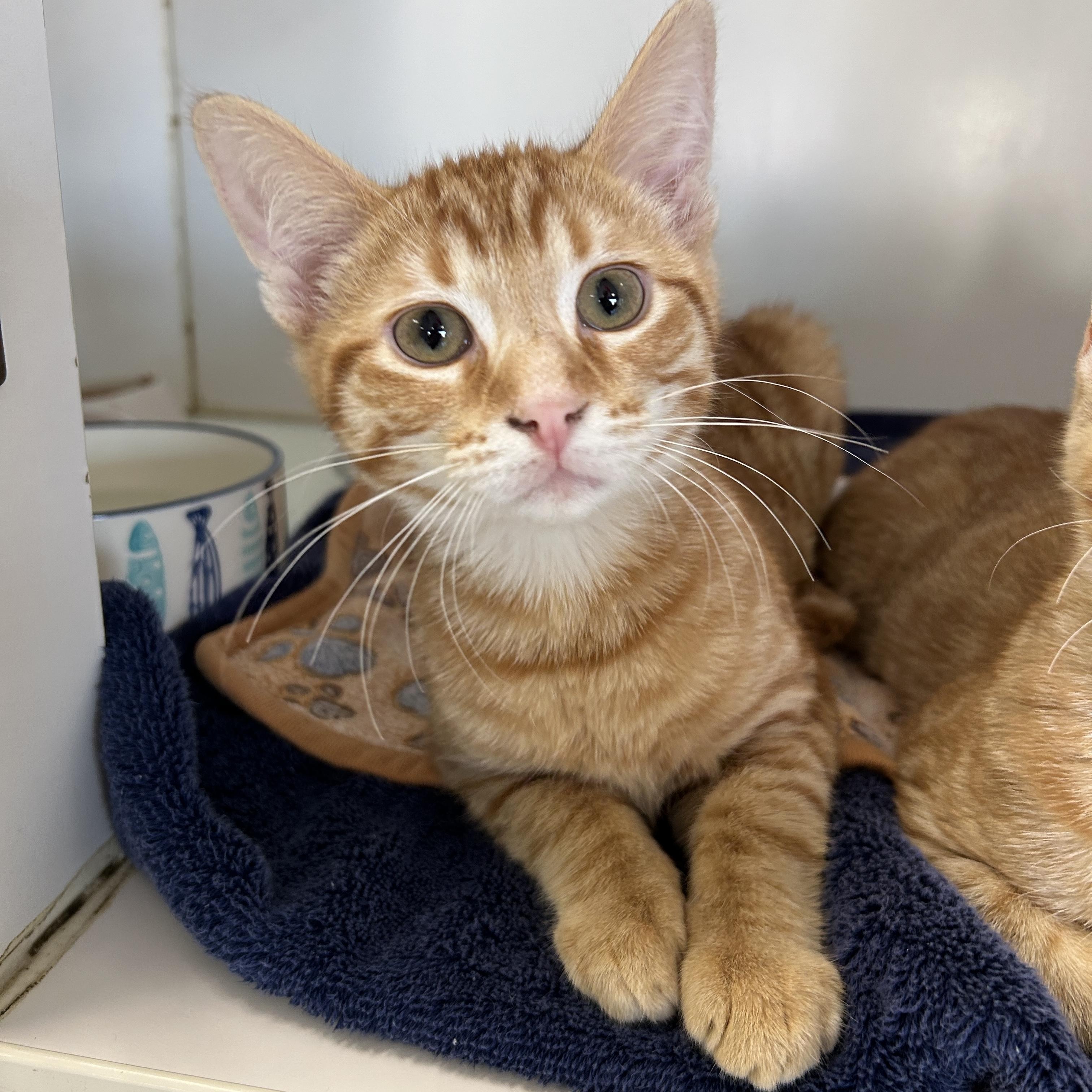 Enlarge Chrysanthemum , an adopted Domestic Short Hair in La Grange Park, IL image 1/4