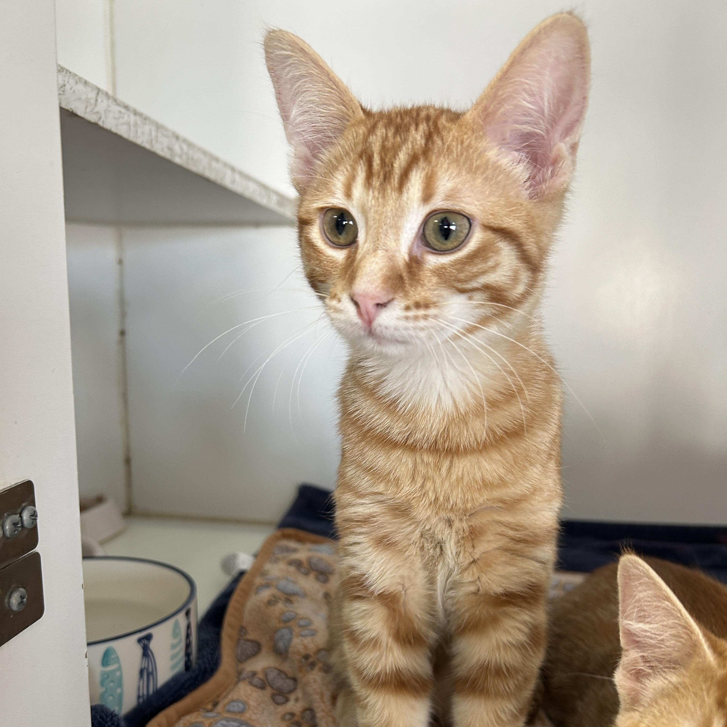 Enlarge Chrysanthemum , an adopted Domestic Short Hair in La Grange Park, IL image 2/4