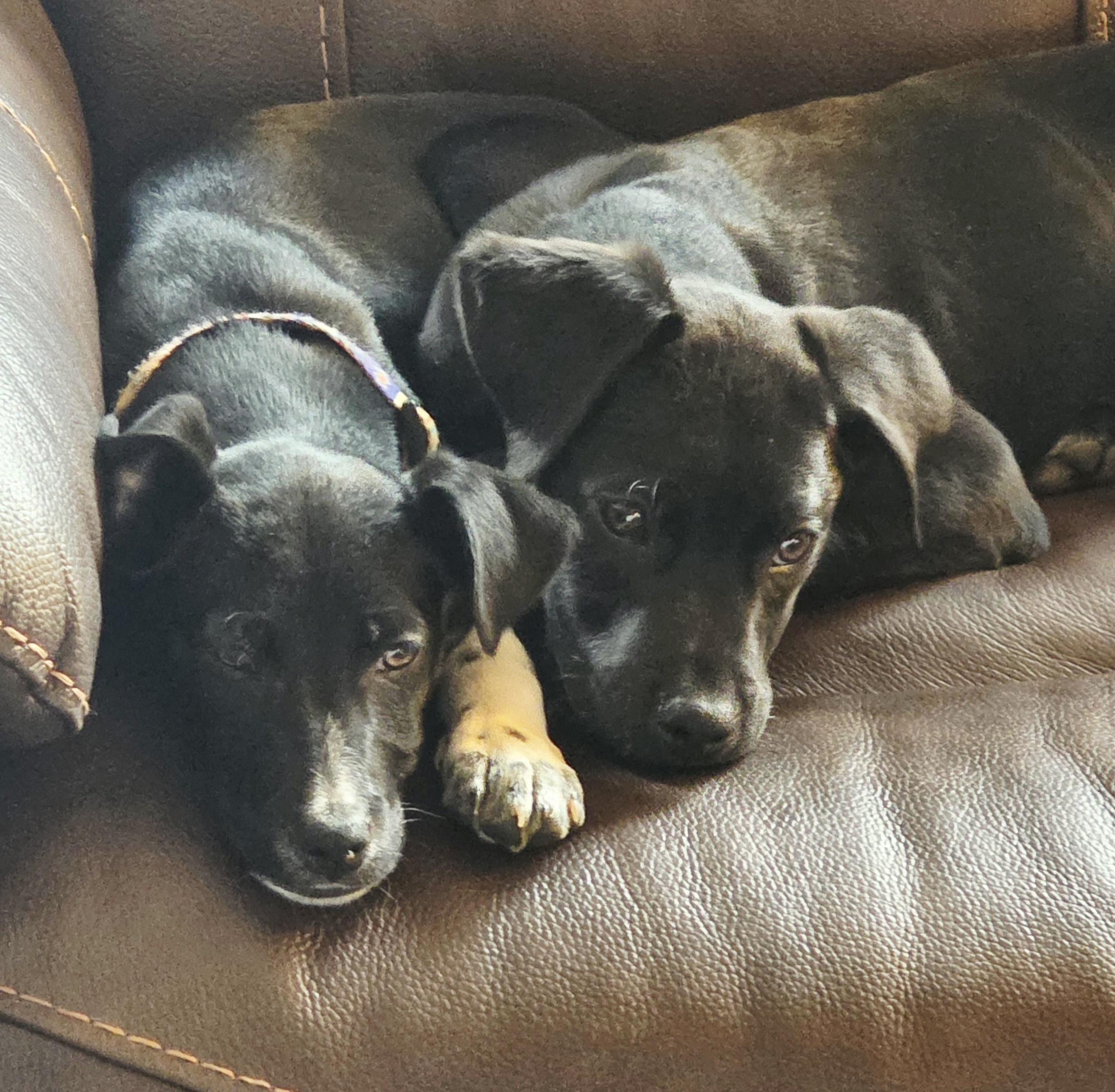 Marcus, an adopted mixed breed in Albany, NY image 5/5