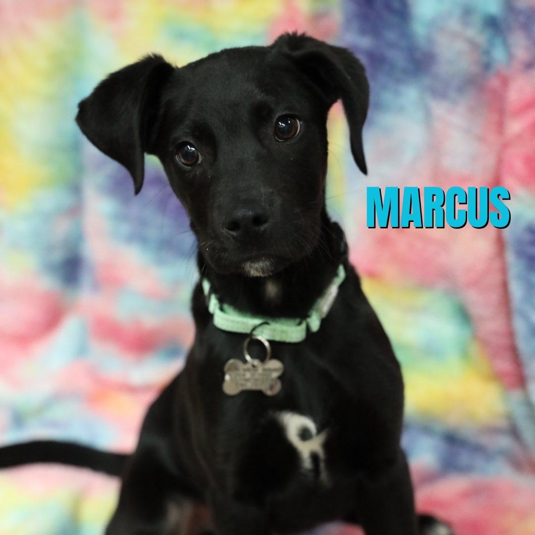 Marcus, adopted, Puppy Male Labrador Retriever.