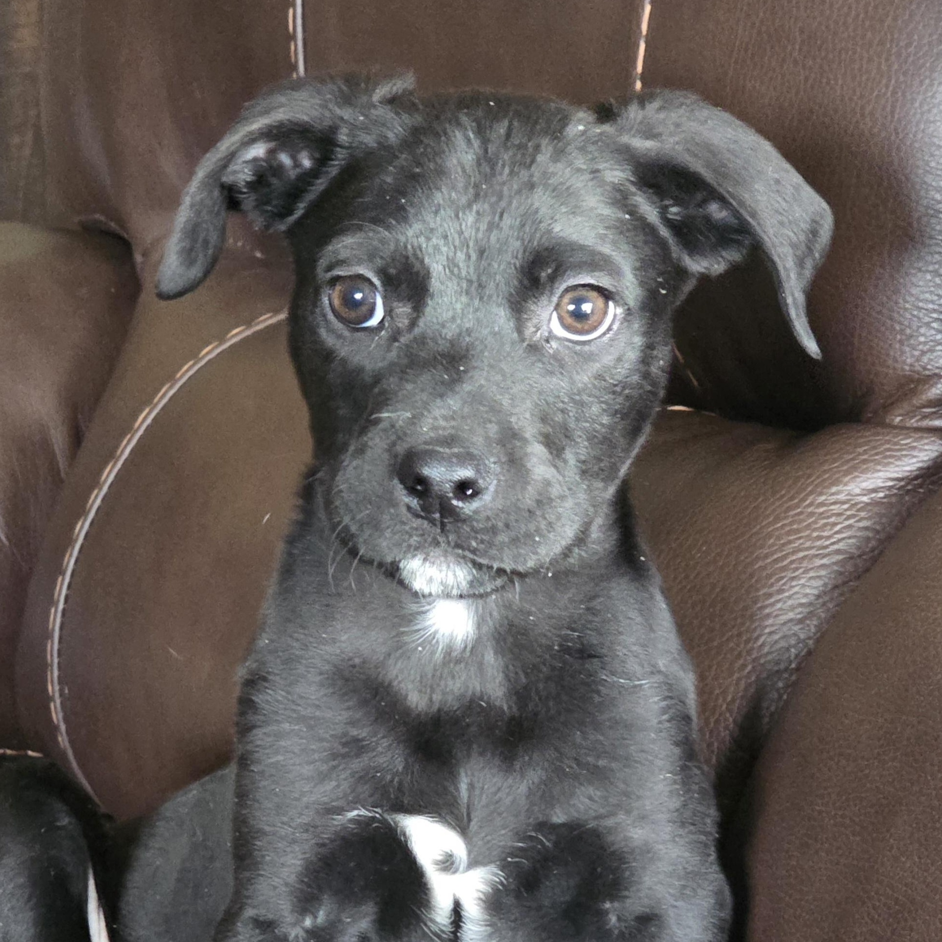 Marcus, an adopted mixed breed in Albany, NY image 2/5