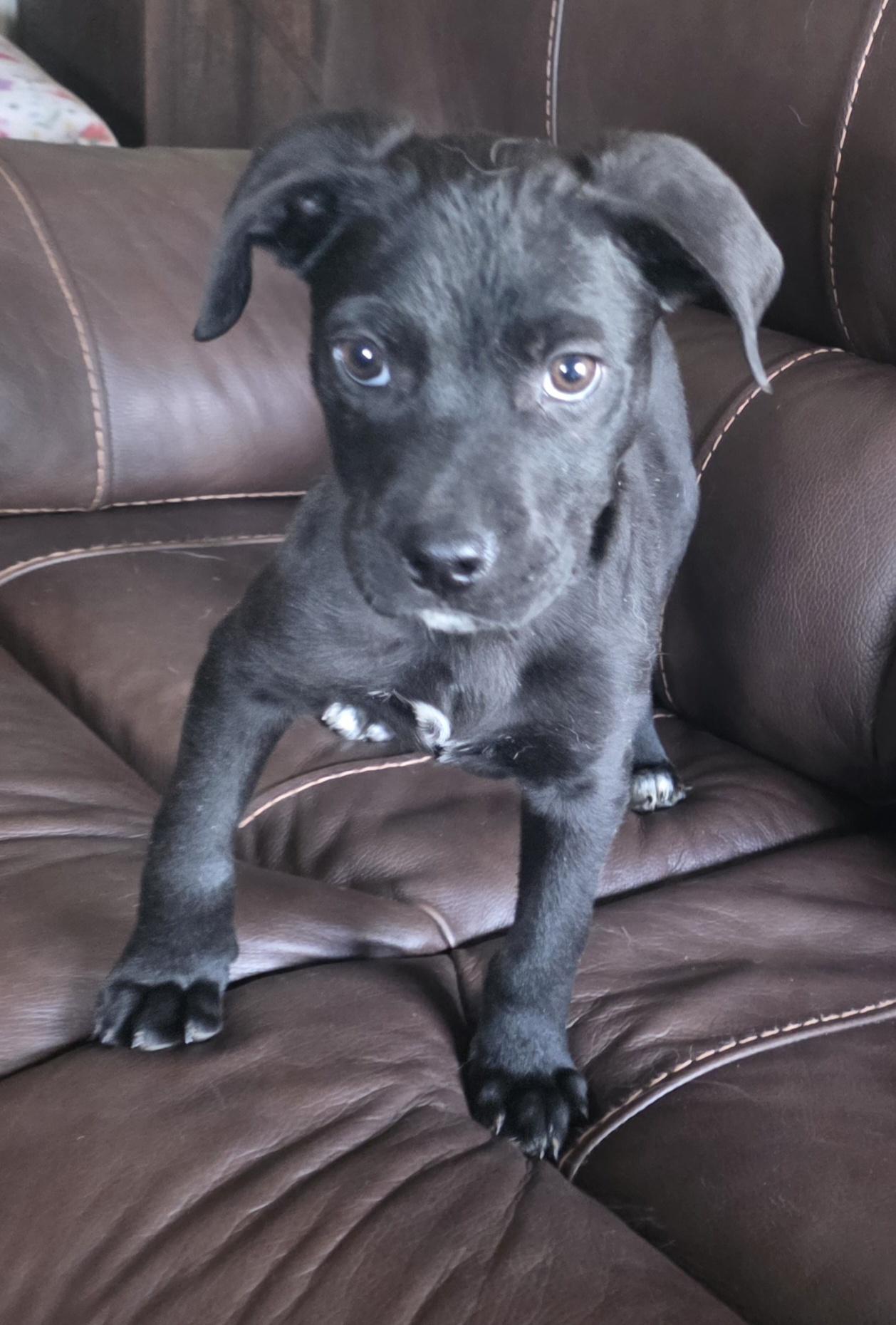 Marcus, an adopted mixed breed in Albany, NY image 3/5