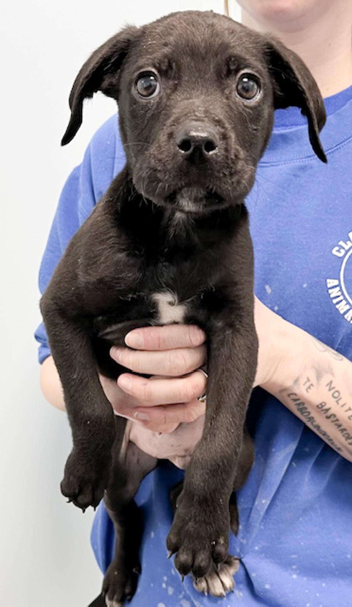 Marcus, an adopted mixed breed in Albany, NY image 4/5