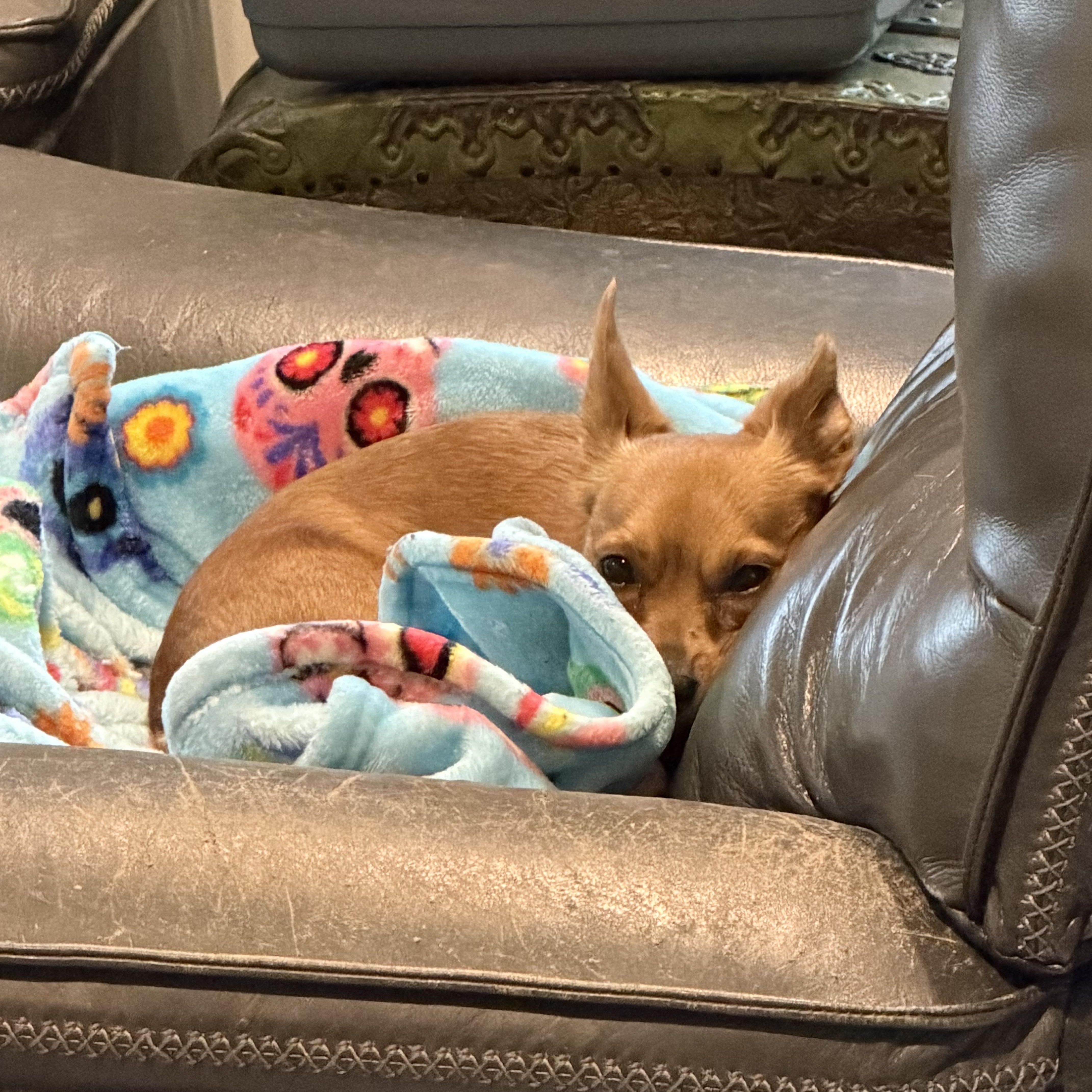 Enlarge Rusty, a Adoptable Chihuahua in Charlotte, NC image 3/6