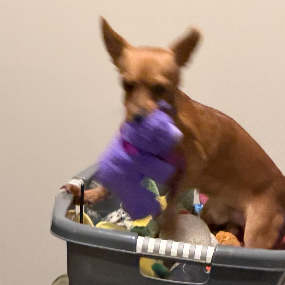 Enlarge Rusty, a Adoptable Chihuahua in Charlotte, NC image 4/6