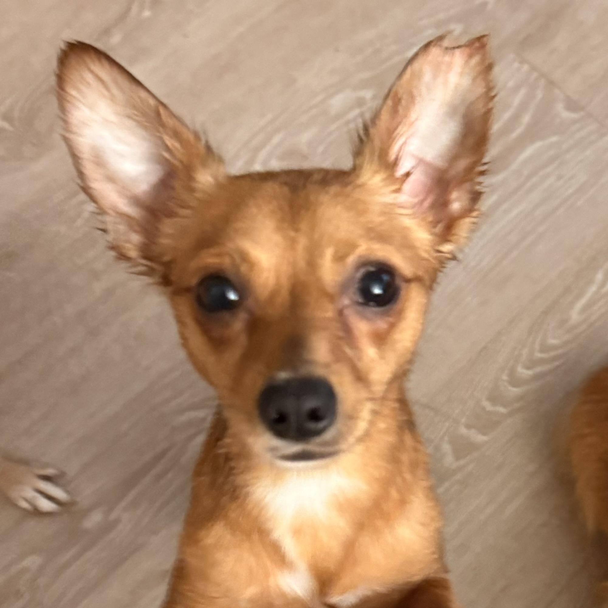 Enlarge Rusty, a Adoptable Chihuahua in Charlotte, NC image 6/6
