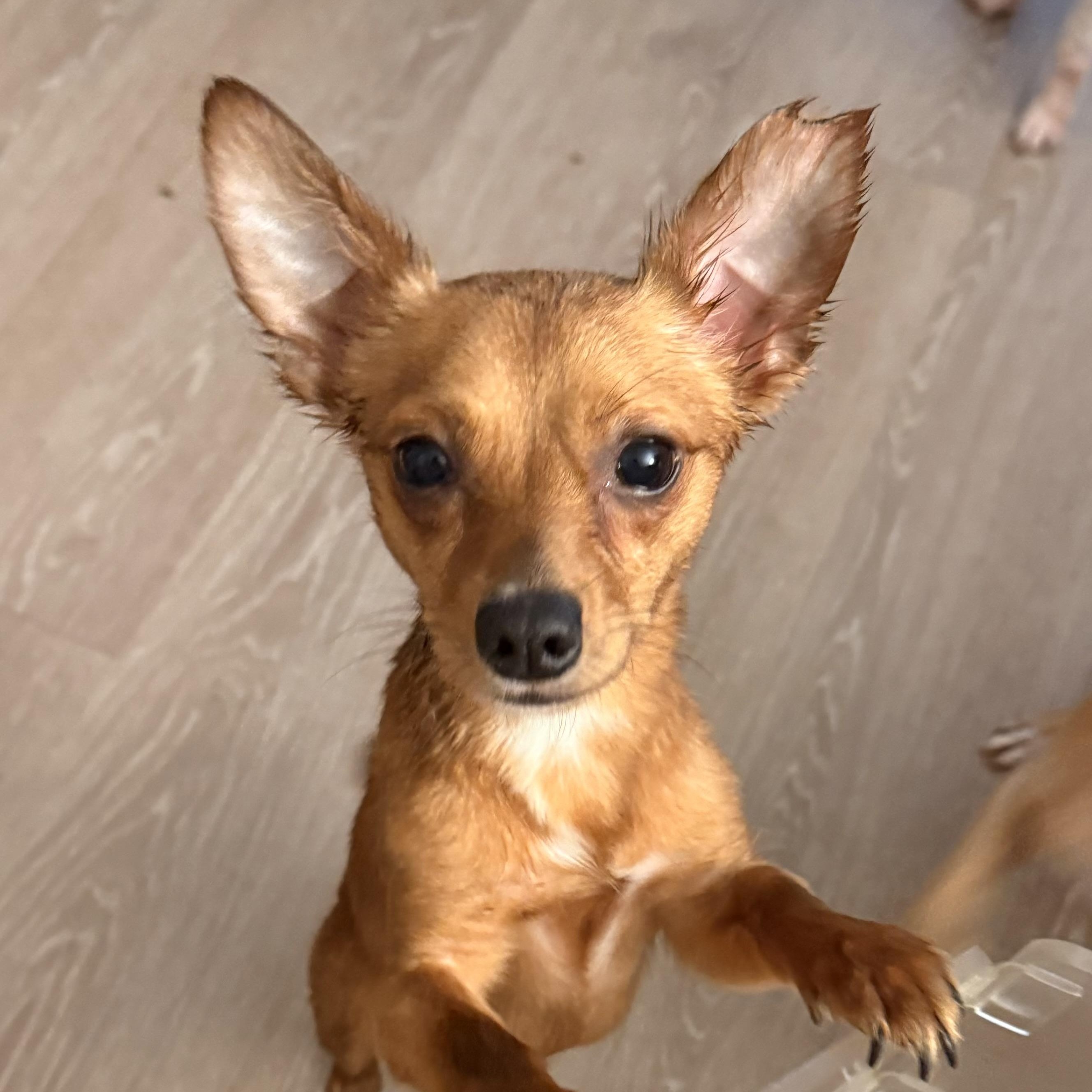 Rusty, Adoptable, Young Male Chihuahua.