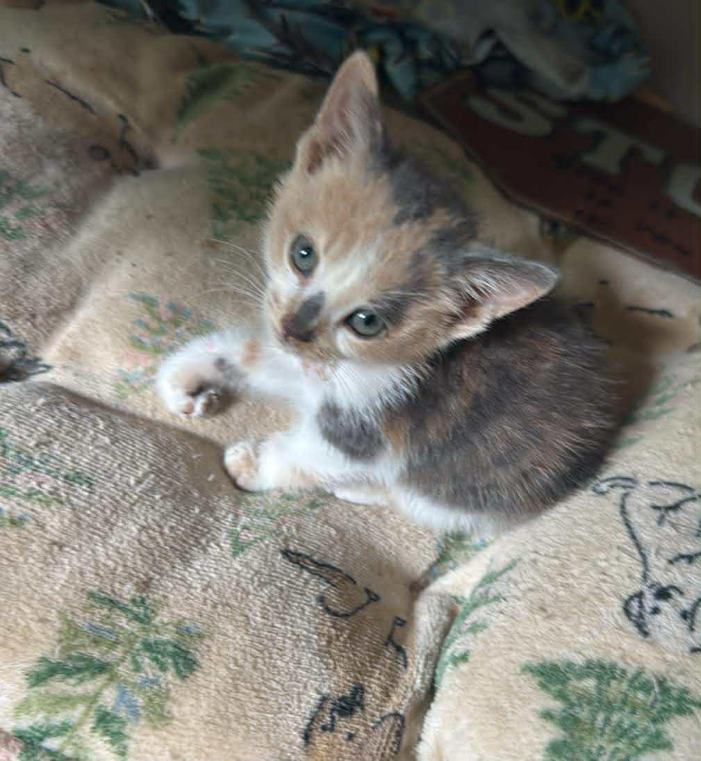 Lola, Adoptable, Young Female Dilute Calico.
