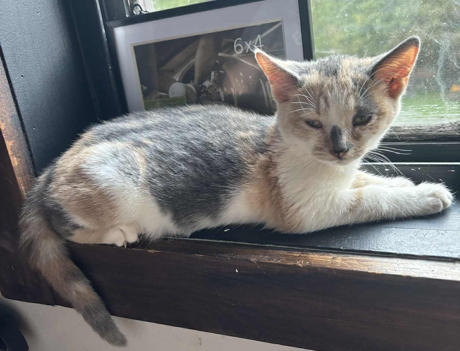 Lola, a Adoptable Dilute Calico in Inez, KY image 2/5