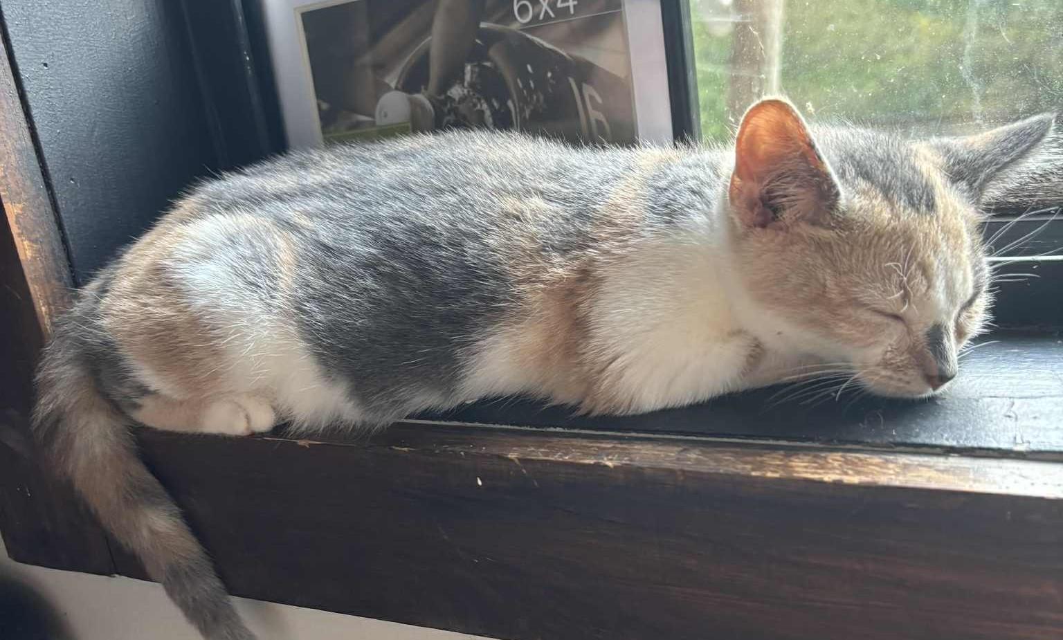 Lola, a Adoptable Dilute Calico in Inez, KY image 4/5