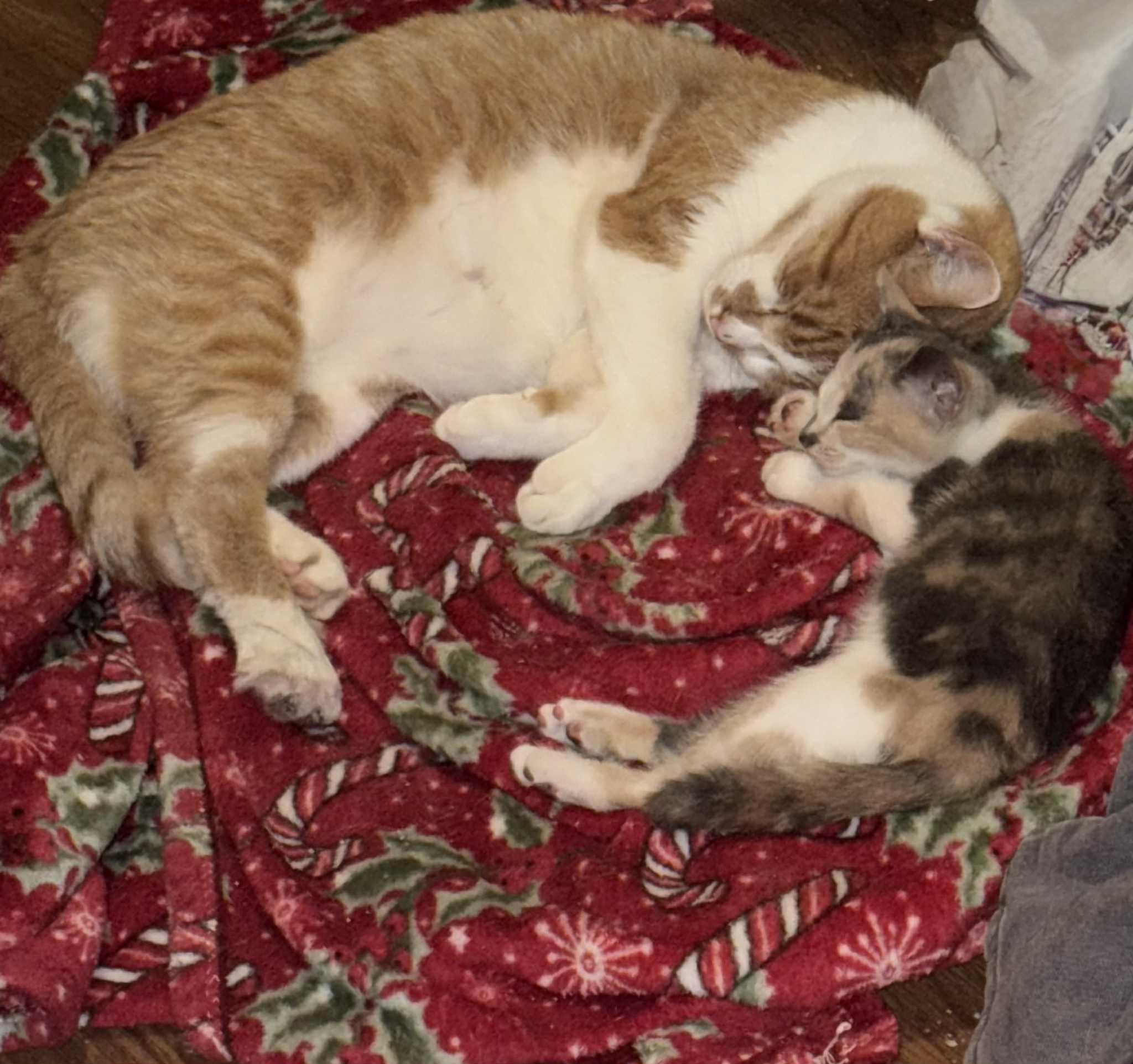 Lola, a Adoptable Dilute Calico in Inez, KY image 5/5