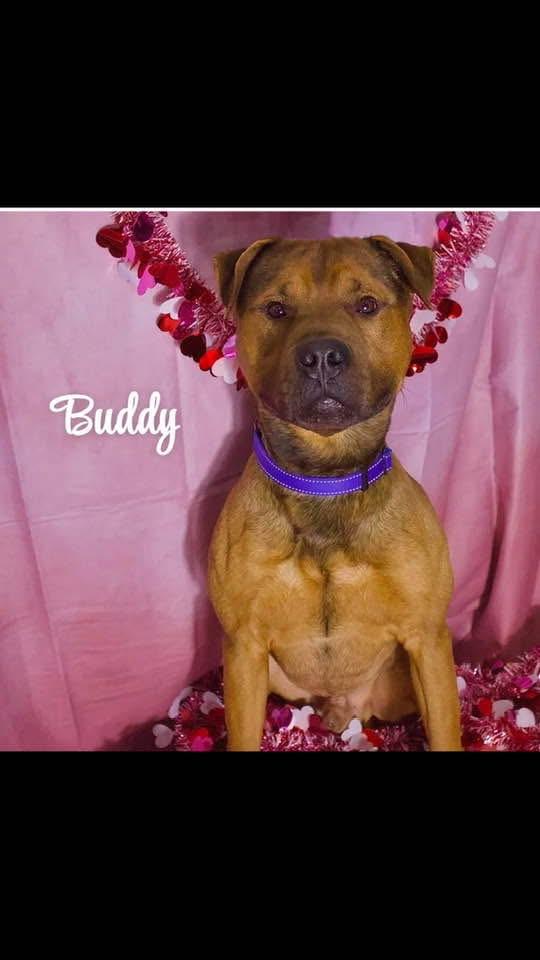 Buddy, a Adoptable mixed breed in Staten island, NY image 1/6