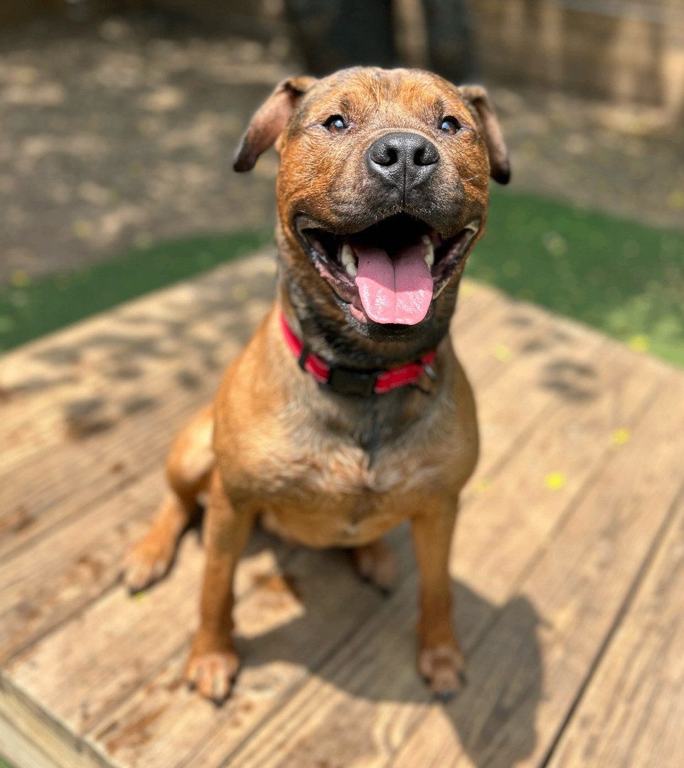 Buddy, a Adoptable mixed breed in Staten island, NY image 2/6