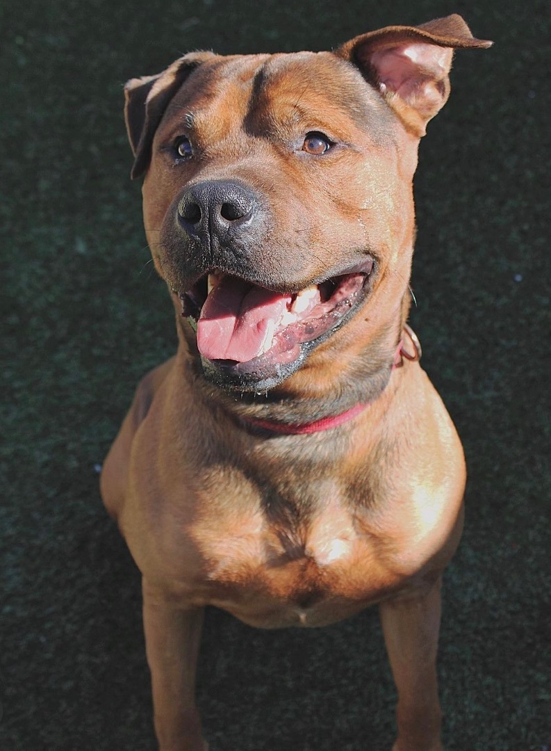 Buddy, a Adoptable mixed breed in Staten island, NY image 3/6