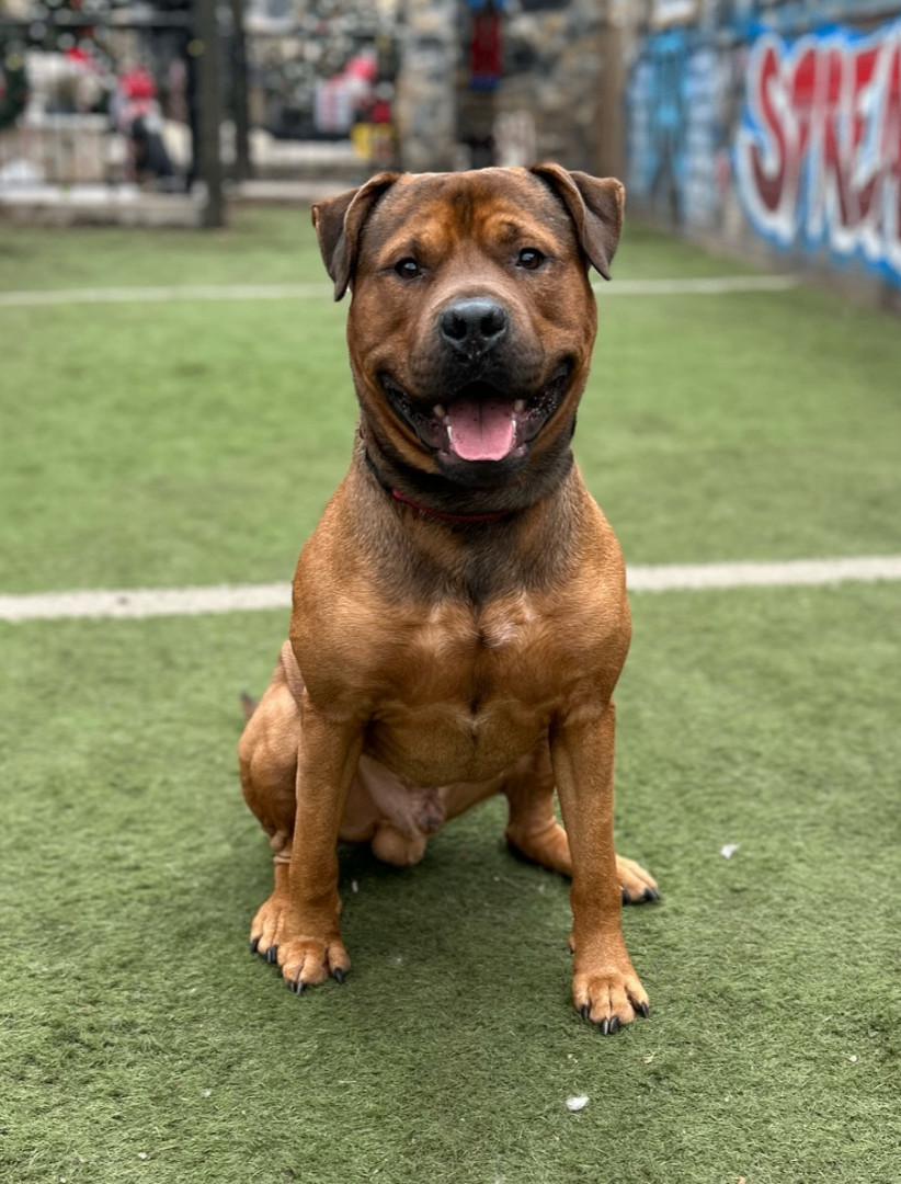 Buddy, a Adoptable mixed breed in Staten island, NY image 4/6