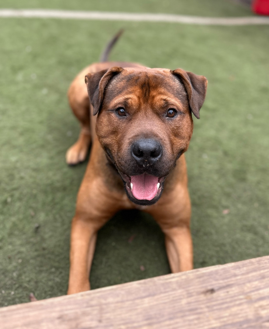 Buddy, a Adoptable mixed breed in Staten island, NY image 5/6