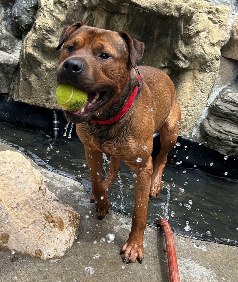 Buddy, a Adoptable mixed breed in Staten island, NY image 6/6
