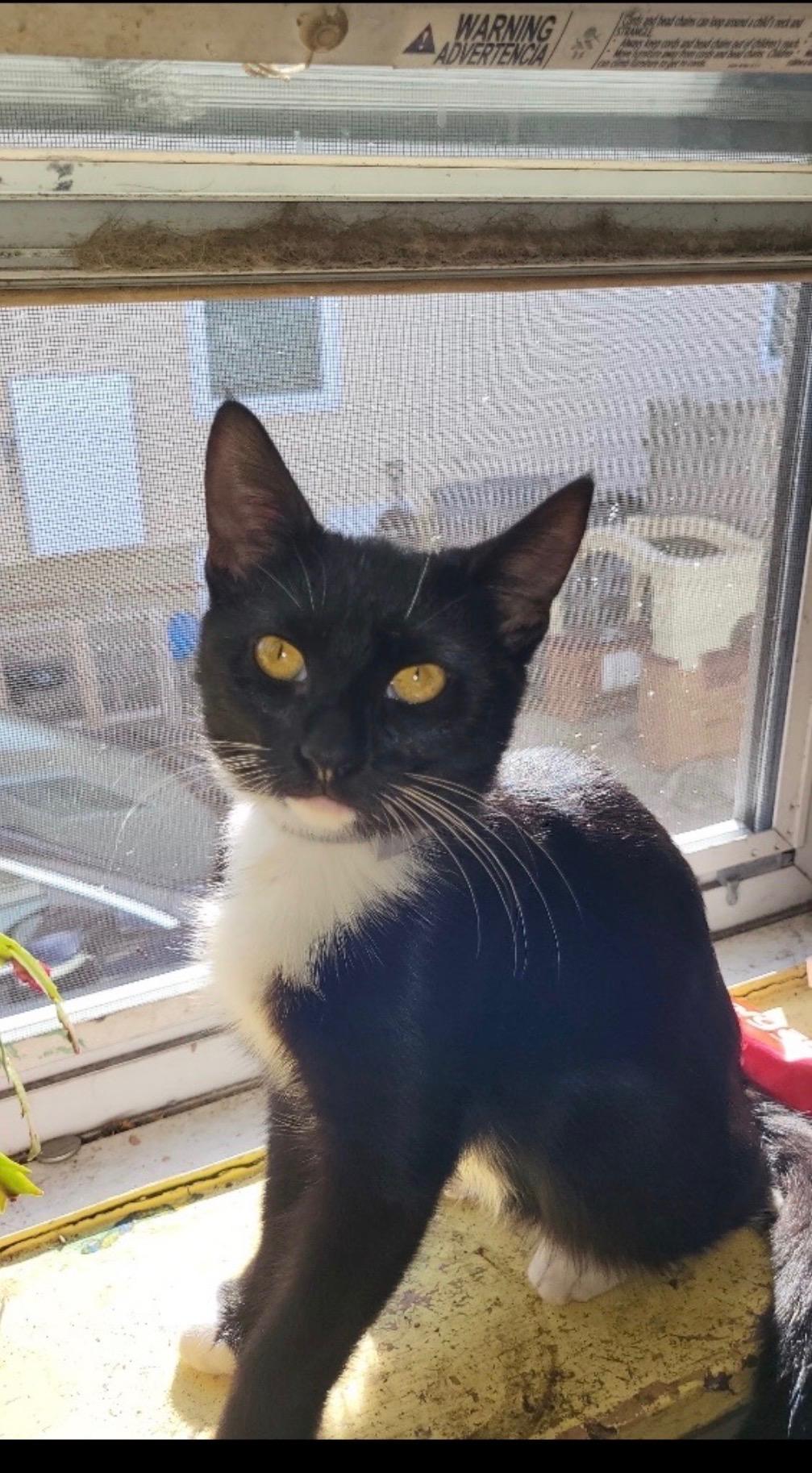 Bonnie B, Adoptable, Young Female Domestic Short Hair.