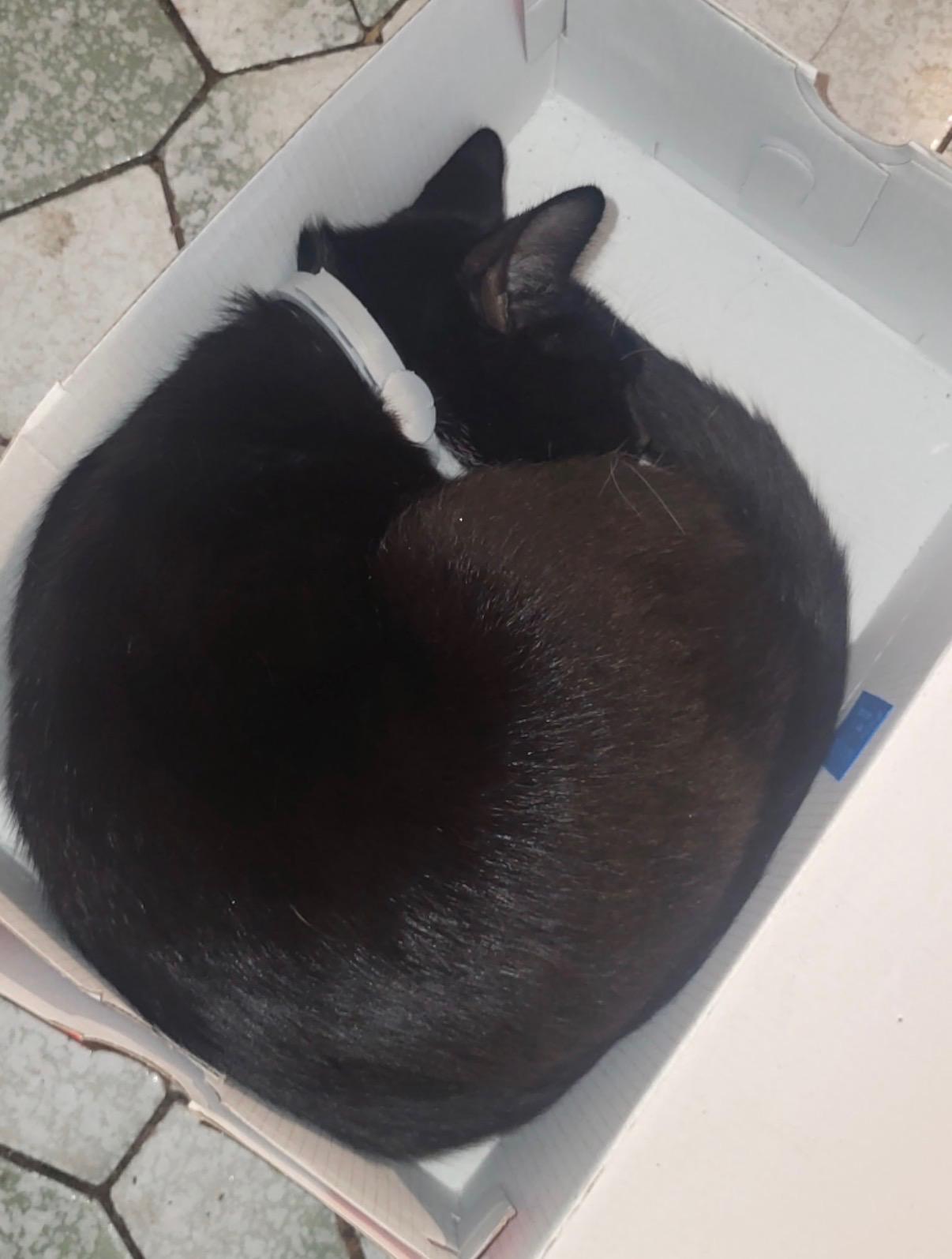 Enlarge Bonnie B, a Adoptable Domestic Short Hair in Syosset, NY image 3/3
