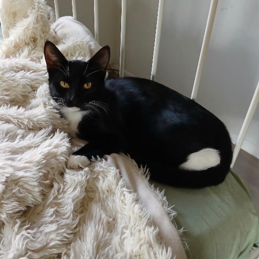 Enlarge Bonnie B, a Adoptable Domestic Short Hair in Syosset, NY image 2/3