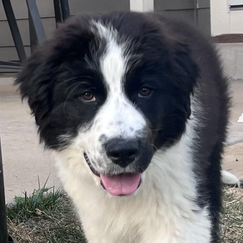 Enlarge Luca, a ADOPTABLE mixed breed in Fort Collins, CO image 2/6