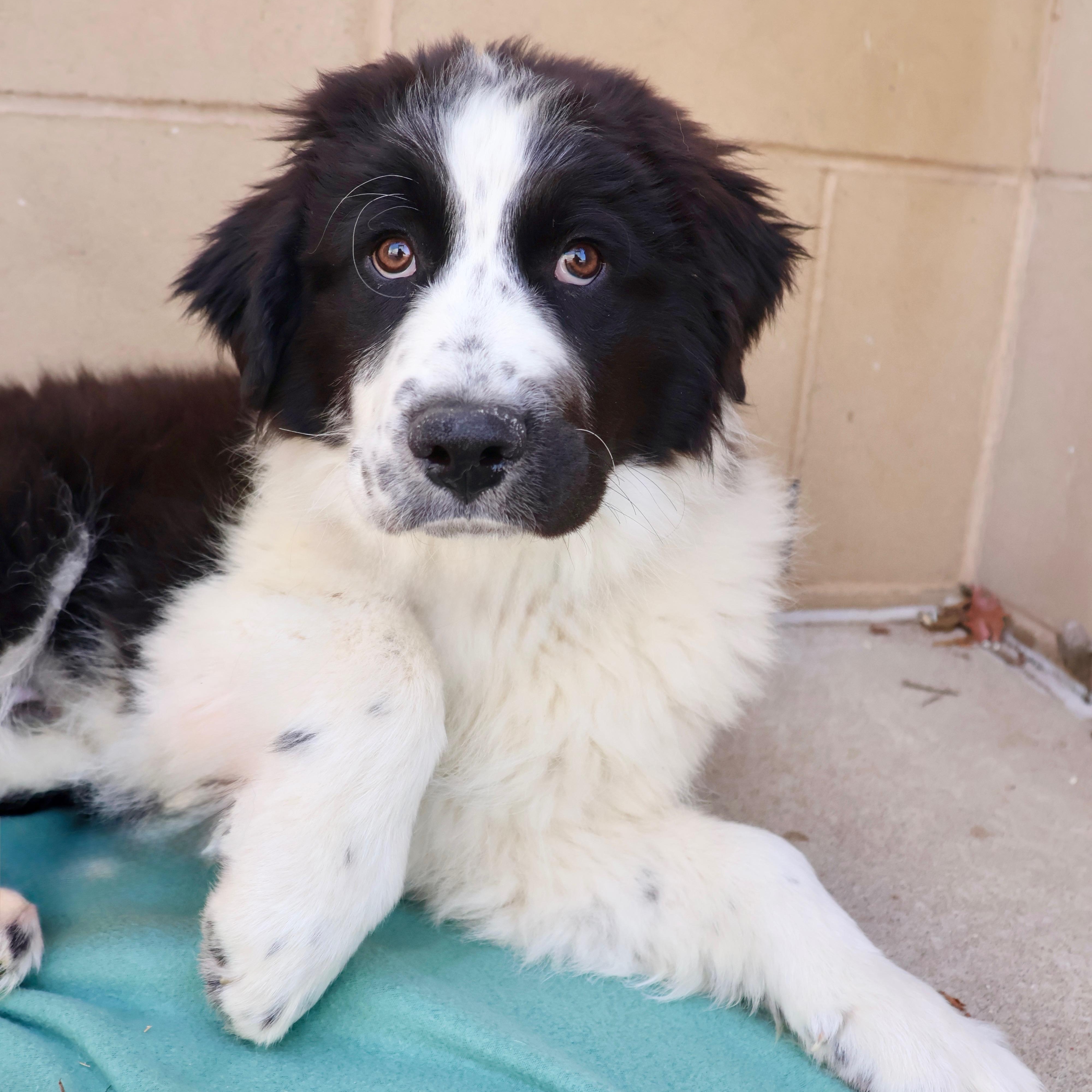 Enlarge Luca, a ADOPTABLE mixed breed in Fort Collins, CO image 1/6