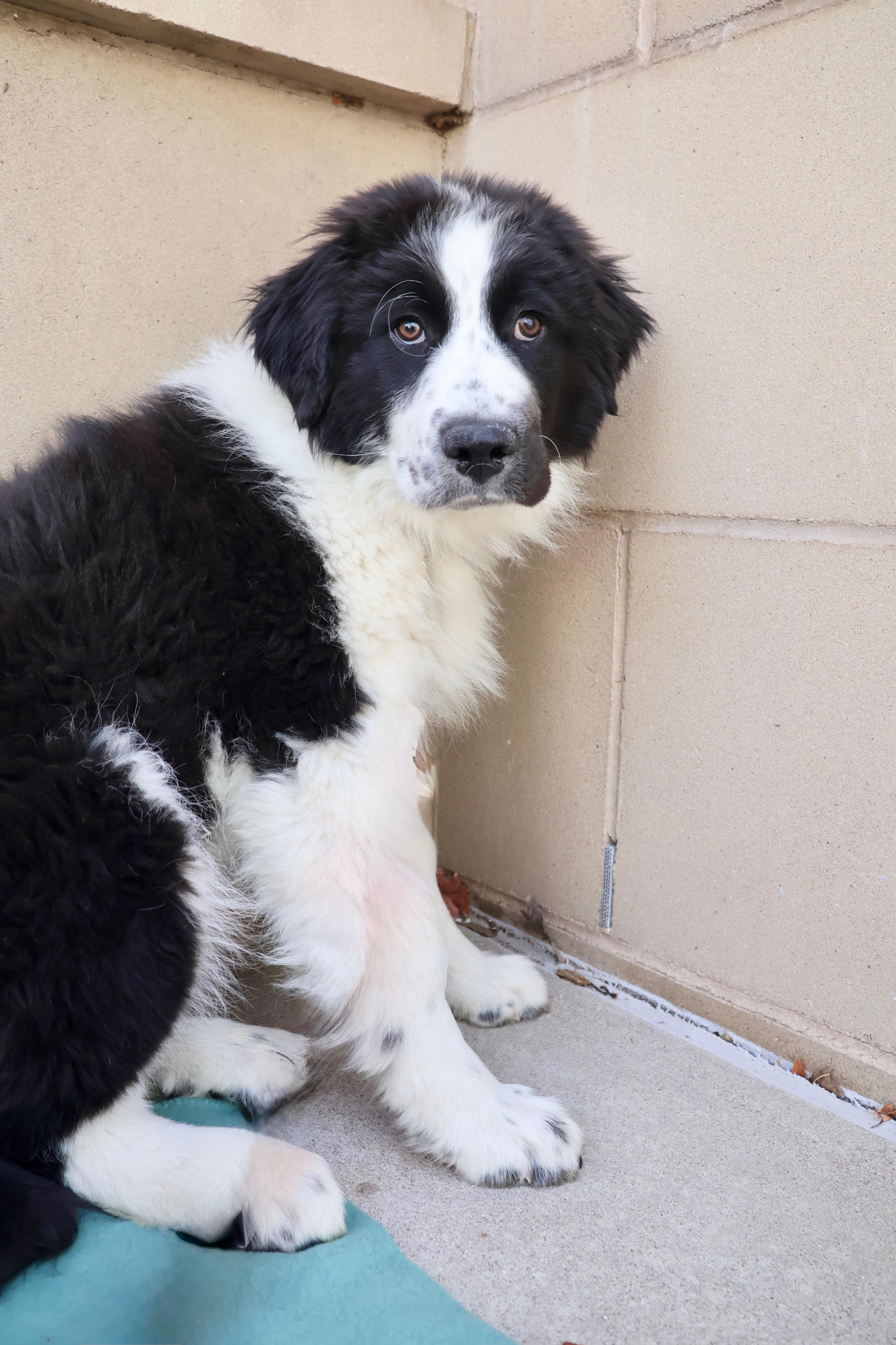 Enlarge Luca, a ADOPTABLE mixed breed in Fort Collins, CO image 6/6