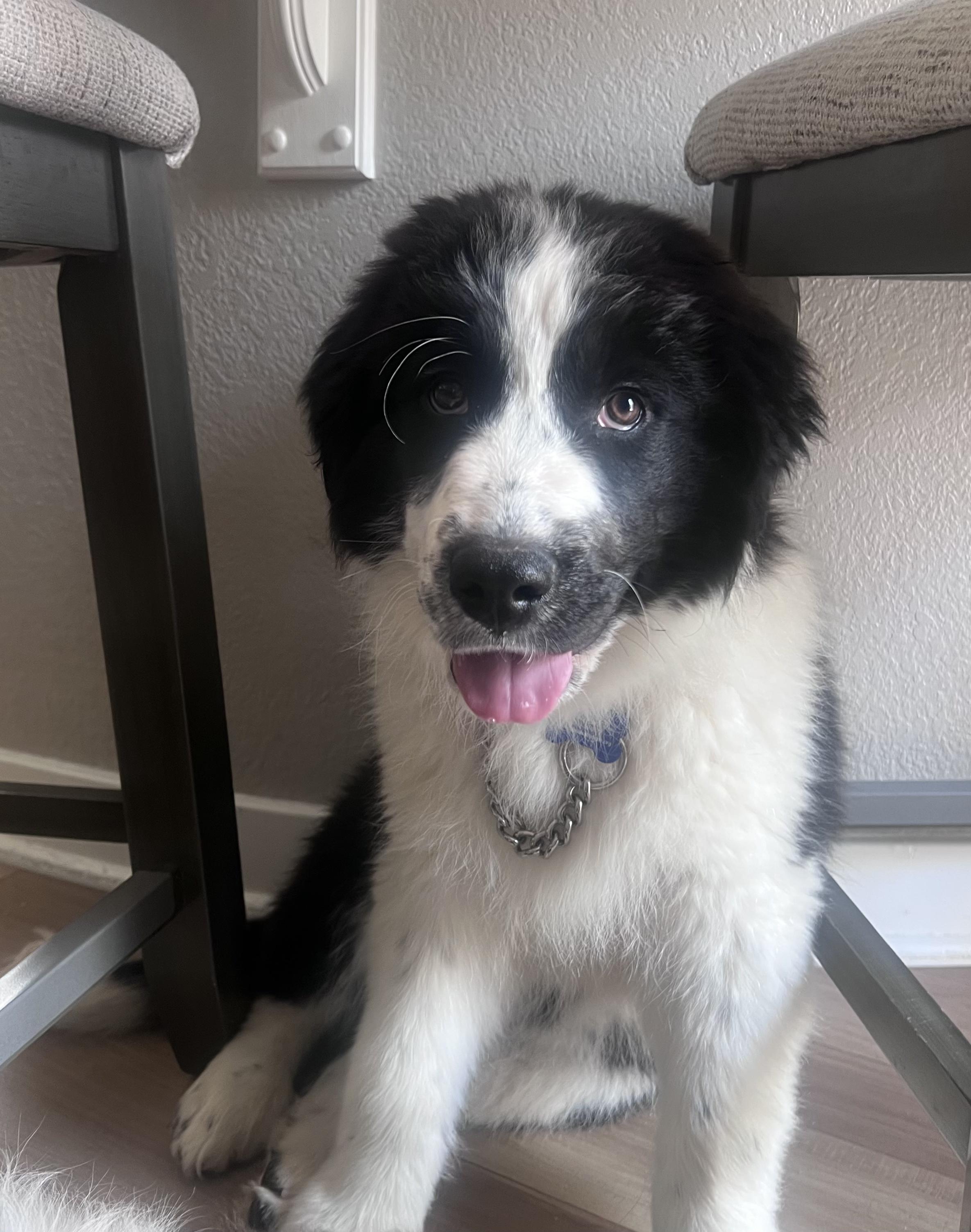 Enlarge Luca, a ADOPTABLE mixed breed in Fort Collins, CO image 3/6
