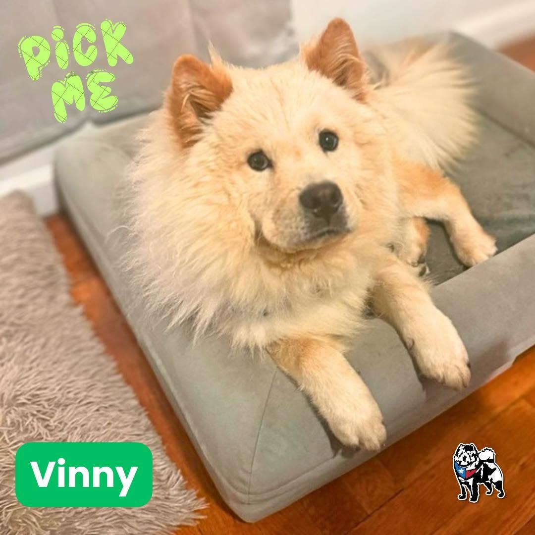 Adventura, Adoptable, Young Male Chow Chow.