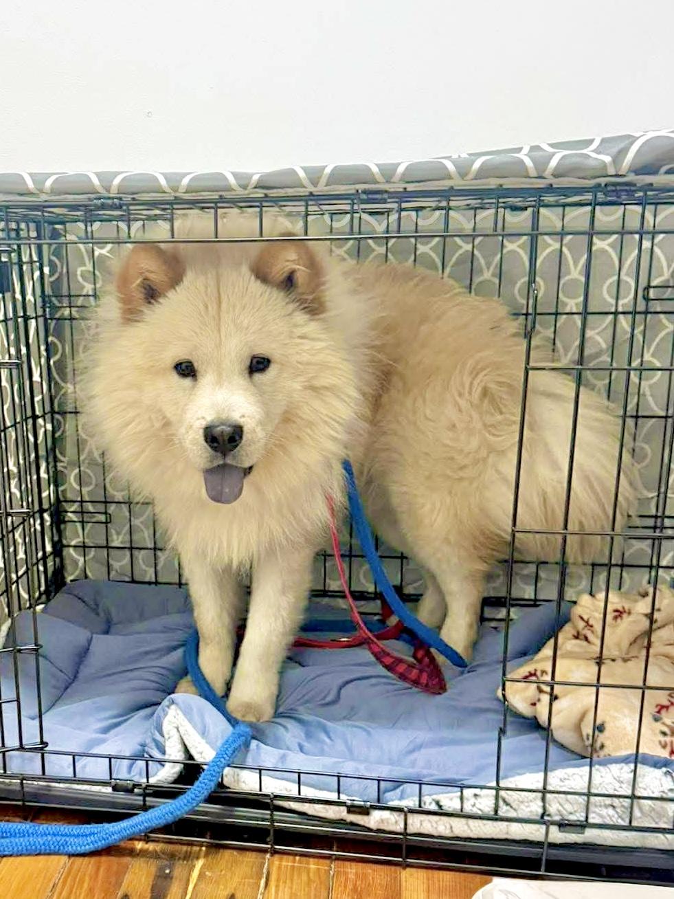 Adventura, a Adoptable Chow Chow in Houston, TX image 3/3