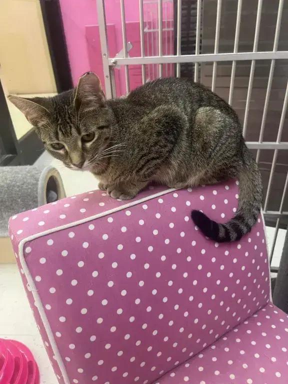 Minnie Meowse, Adoptable, Kitten Female Domestic Short Hair.