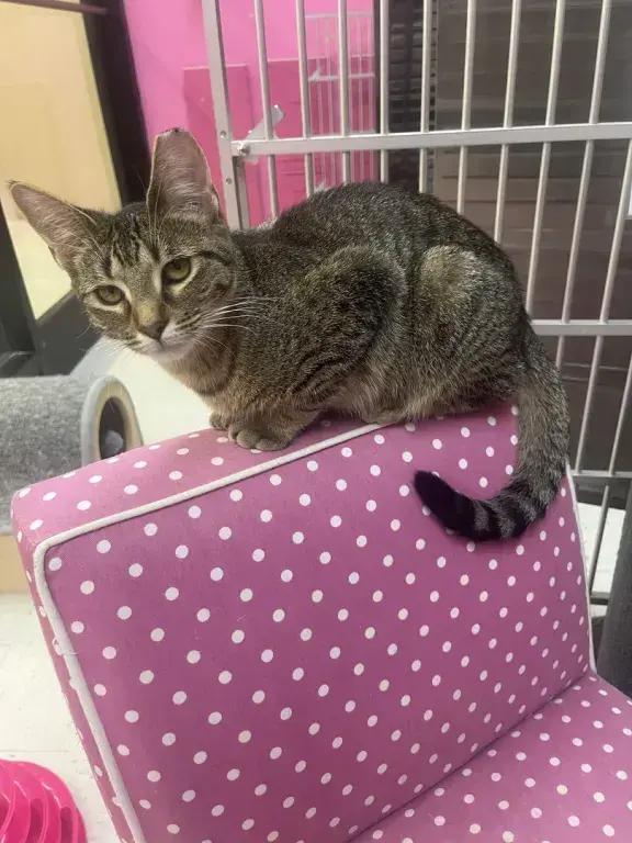 Enlarge Minnie Meowse, a Adoptable mixed breed in Grand Rapids, MI image 2/6