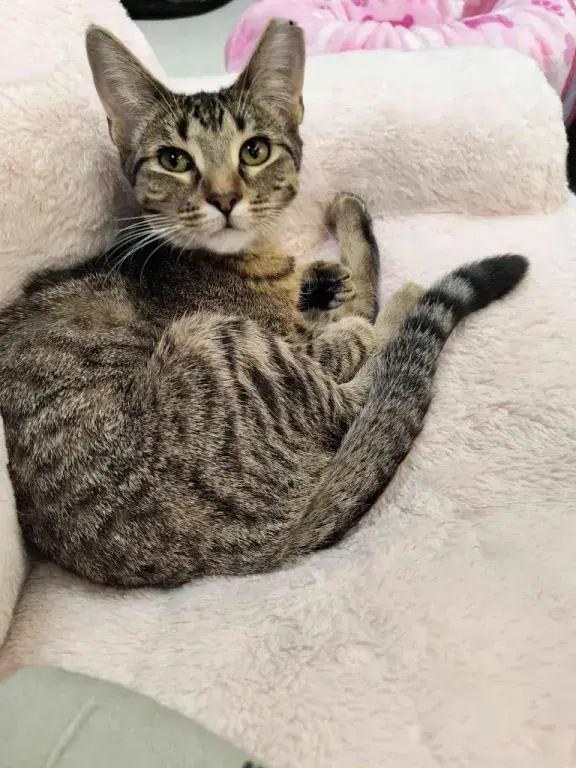 Enlarge Minnie Meowse, a Adoptable mixed breed in Grand Rapids, MI image 4/6