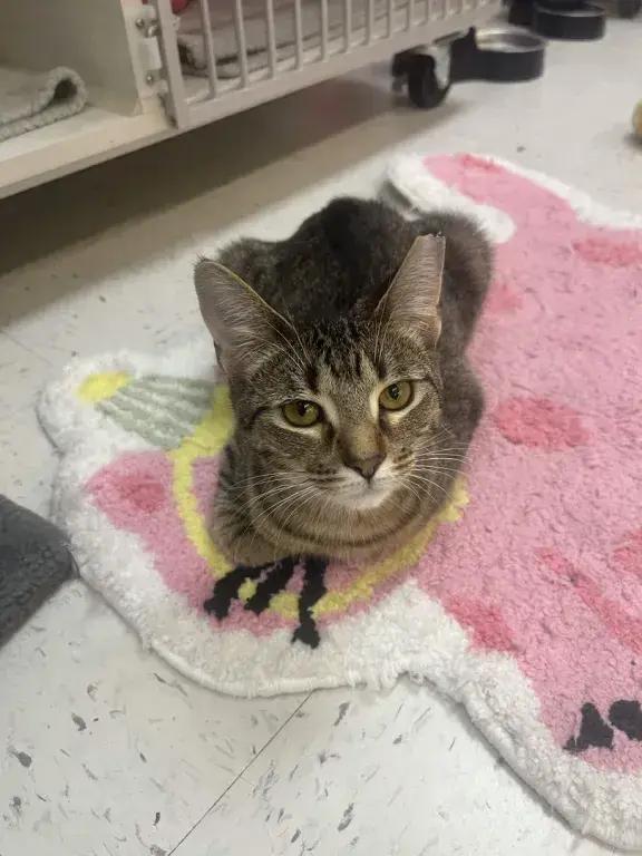 Enlarge Minnie Meowse, a Adoptable mixed breed in Grand Rapids, MI image 5/6