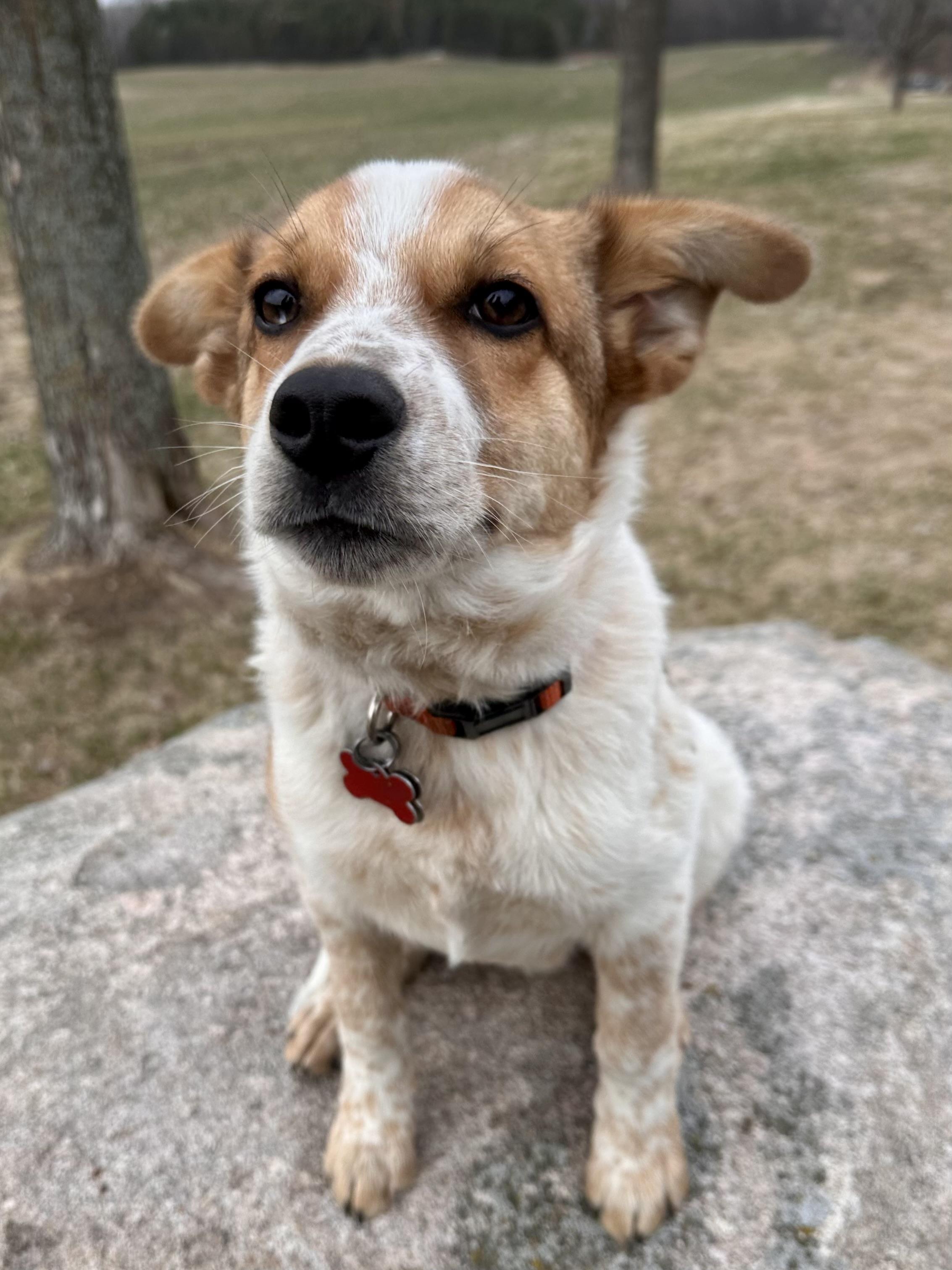 Enlarge Lloyd, a ADOPTABLE mixed breed in Minneapolis, MN image 2/4