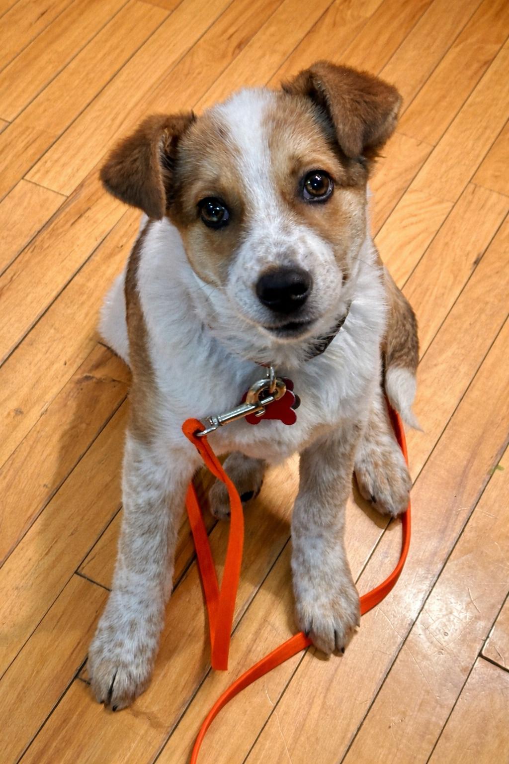 Lloyd, ADOPTABLE, Puppy Male Australian Cattle Dog / Blue Heeler.