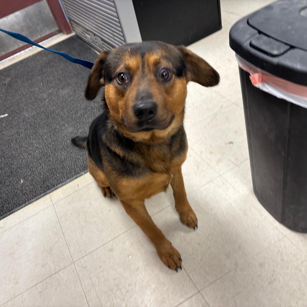 Catfish, Adoptable, Adult Male Mixed Breed.