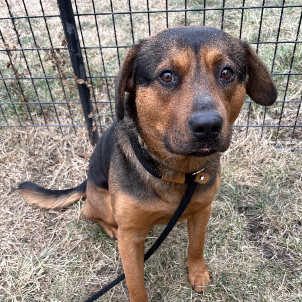 Catfish, a Adoptable Mixed Breed in St Joseph, MO image 2/2