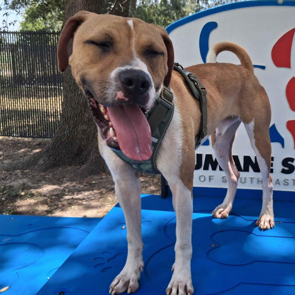 Enlarge Penguin, a Adoptable mixed breed in Beaumont, TX image 2/6