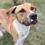 Enlarge Penguin, a Adoptable mixed breed in Beaumont, TX image 3/6