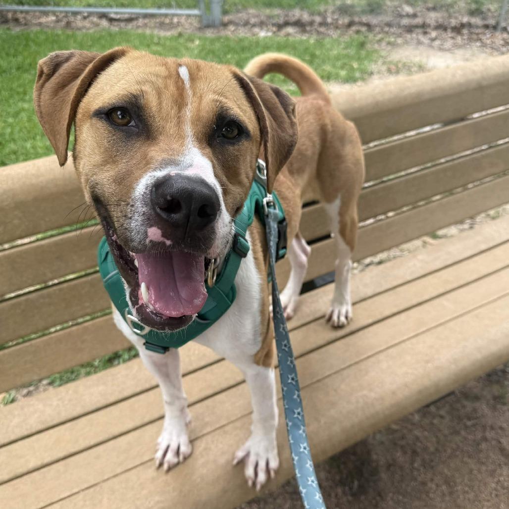 Enlarge Penguin, a Adoptable mixed breed in Beaumont, TX image 6/6