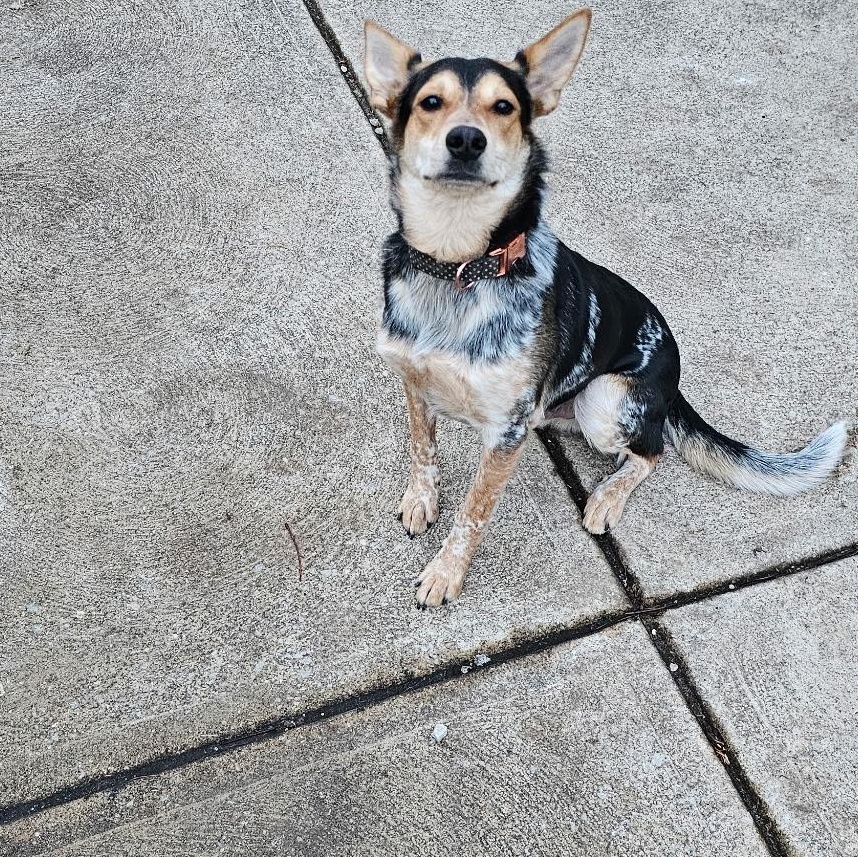 Cooper, ADOPTABLE, Young Male Australian Cattle Dog / Blue Heeler.