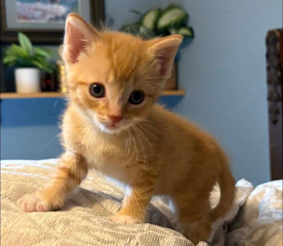 Widget, Adoptable, Kitten Male Domestic Short Hair.